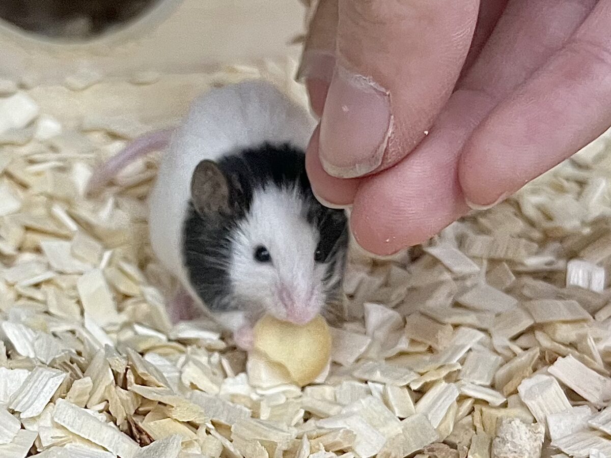 【🆙最新画像あり‼️】パンダマウス 男の子 ころころボディがたまらない! パンダマウス