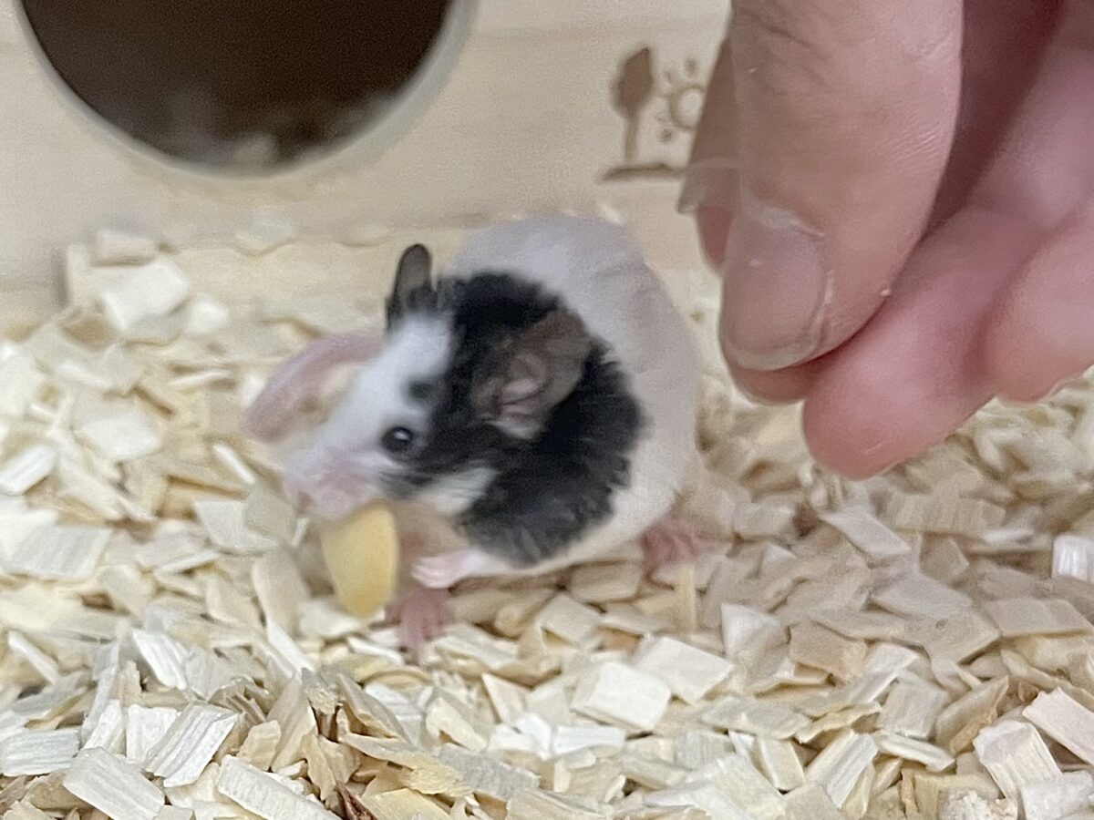 【🆙最新画像あり‼️】パンダマウス 男の子 ころころボディがたまらない! パンダマウス