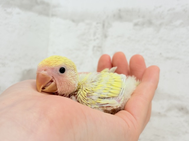 癒し効果バツグンの色合いとお顔〜🐣🌼コザクラインコ(シナモン) ヒナ コザクラインコ(小桜インコ)