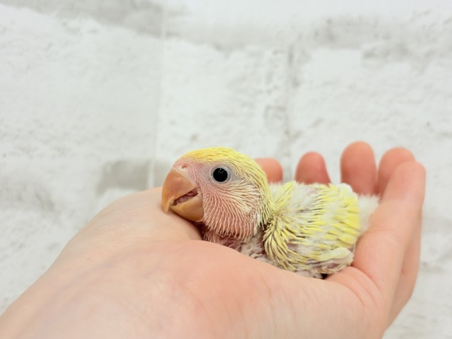 癒し効果バツグンの色合いとお顔〜🐣🌼コザクラインコ(シナモン) ヒナ コザクラインコ(小桜インコ)