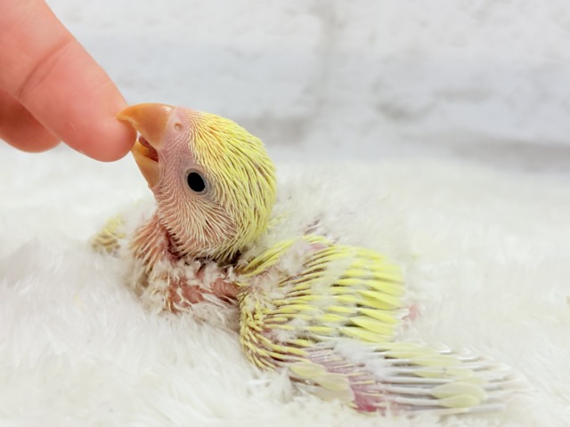 癒し効果バツグンの色合いとお顔〜🐣🌼コザクラインコ(シナモン) ヒナ コザクラインコ(小桜インコ)