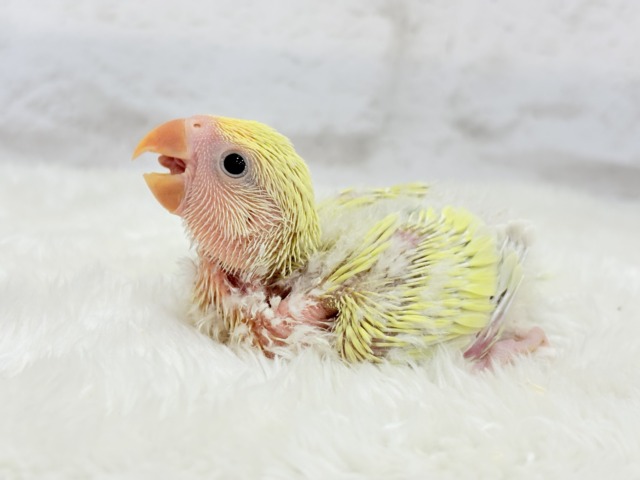 癒し効果バツグンの色合いとお顔〜🐣🌼コザクラインコ(シナモン) ヒナ コザクラインコ(小桜インコ)