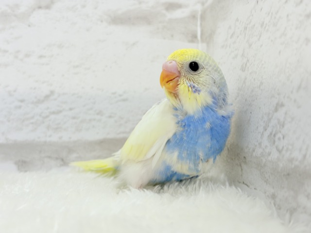 おめめくりっくり♥ベビーフェイス🐣🫧セキセイインコ(パステルレインボーパイド) ヒナ セキセイインコ