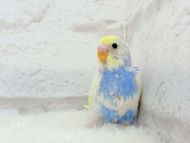 おめめくりっくり♥ベビーフェイス🐣🫧セキセイインコ(パステルレインボーパイド) ヒナ セキセイインコ