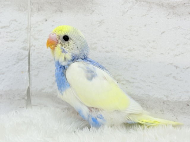 おめめくりっくり♥ベビーフェイス🐣🫧セキセイインコ(パステルレインボーパイド) ヒナ セキセイインコ