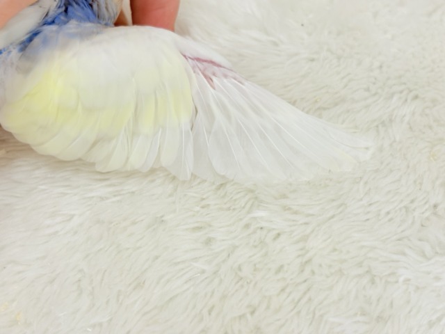 おめめくりっくり♥ベビーフェイス🐣🫧セキセイインコ(パステルレインボーパイド) ヒナ セキセイインコ