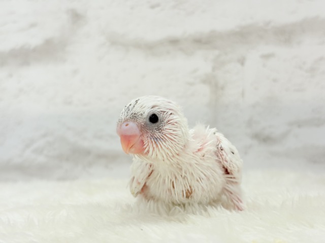背中のポッチを数えてみよう🐣💫セキセイインコ(白ハルクイン) ヒナ セキセイインコ