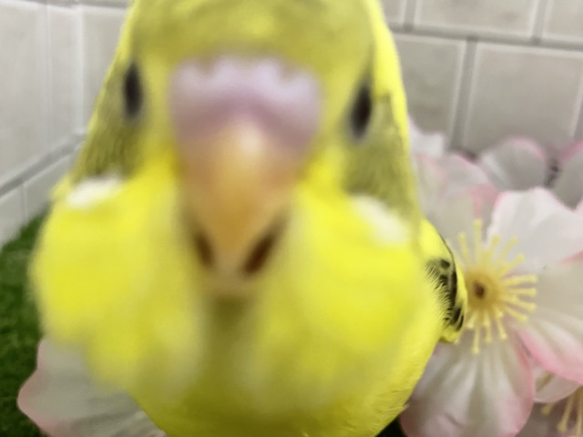 ✨最新画像✨ばちこん❕✧︎*。おめかしはではで?🎀👀✨ セキセイインコ セキセイインコ
