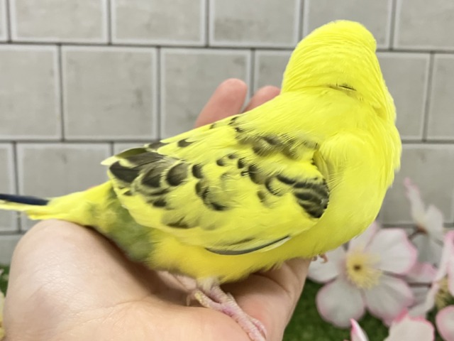 ✨最新画像✨ばちこん❕✧︎*。おめかしはではで?🎀👀✨ セキセイインコ セキセイインコ