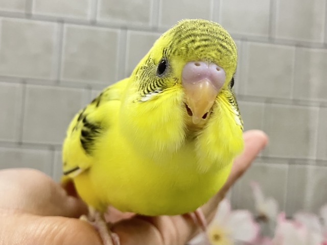 ✨最新画像✨ばちこん❕✧︎*。おめかしはではで?🎀👀✨ セキセイインコ セキセイインコ