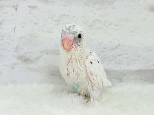 背中のポッチを数えてみよう🐣💫セキセイインコ(白ハルクイン) ヒナ セキセイインコ
