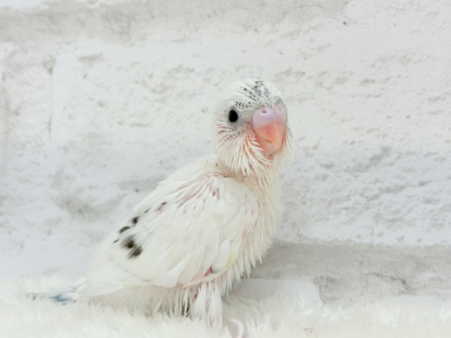 背中のポッチを数えてみよう🐣💫セキセイインコ(白ハルクイン) ヒナ セキセイインコ