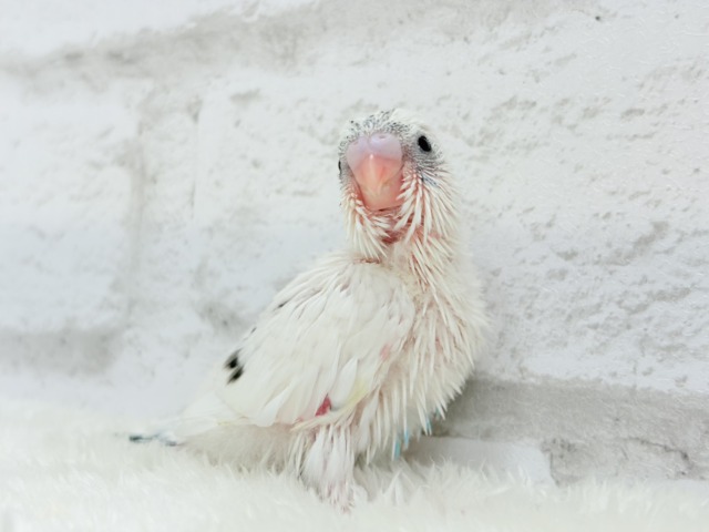 背中のポッチを数えてみよう🐣💫セキセイインコ(白ハルクイン) ヒナ セキセイインコ