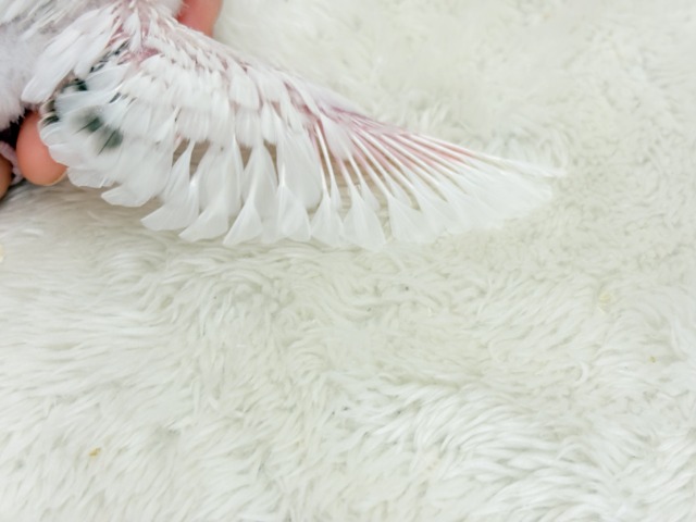 背中のポッチを数えてみよう🐣💫セキセイインコ(白ハルクイン) ヒナ セキセイインコ