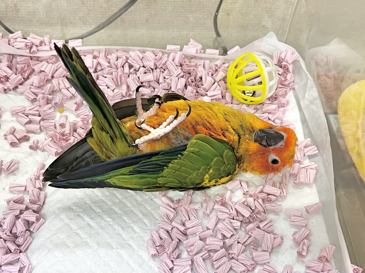 コガネメキシコインコ