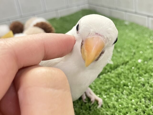 説明画像です