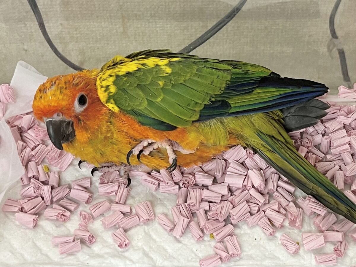 【🆙最新画像あり‼️】陽気なカラフルバード🦜🧡💛 コガネメキシコインコ コガネメキシコインコ