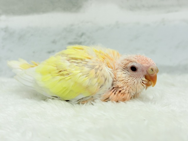 【最新画像更新🪄】果汁たっぷり🫧黄桃ちゃん🐣🍑💦アキクサインコ(ルチノー) ヒナ アキクサインコ(秋草インコ)