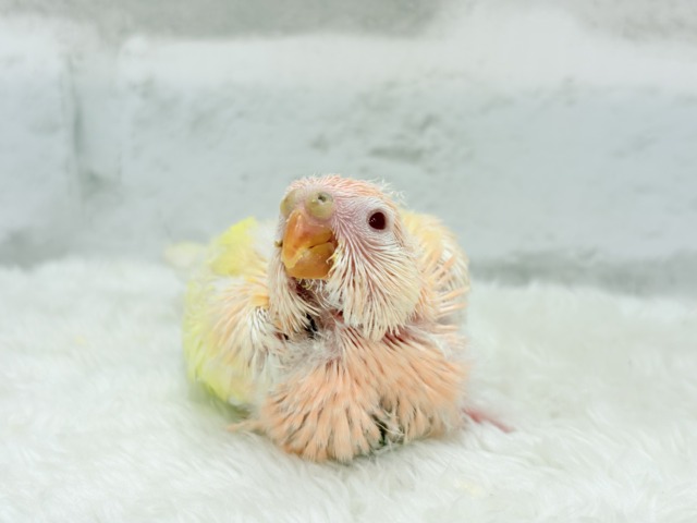【最新画像更新🪄】果汁たっぷり🫧黄桃ちゃん🐣🍑💦アキクサインコ(ルチノー) ヒナ アキクサインコ(秋草インコ)