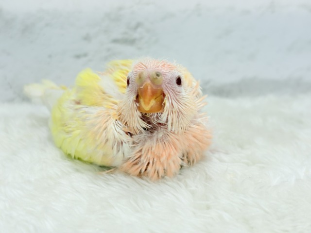【最新画像更新🪄】果汁たっぷり🫧黄桃ちゃん🐣🍑💦アキクサインコ(ルチノー) ヒナ アキクサインコ(秋草インコ)