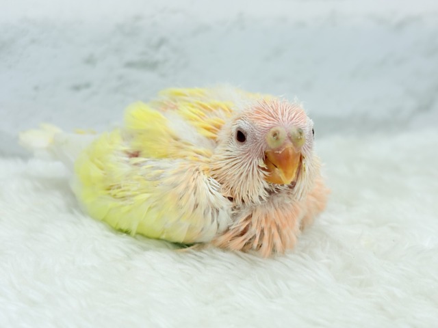 【最新画像更新🪄】果汁たっぷり🫧黄桃ちゃん🐣🍑💦アキクサインコ(ルチノー) ヒナ アキクサインコ(秋草インコ)