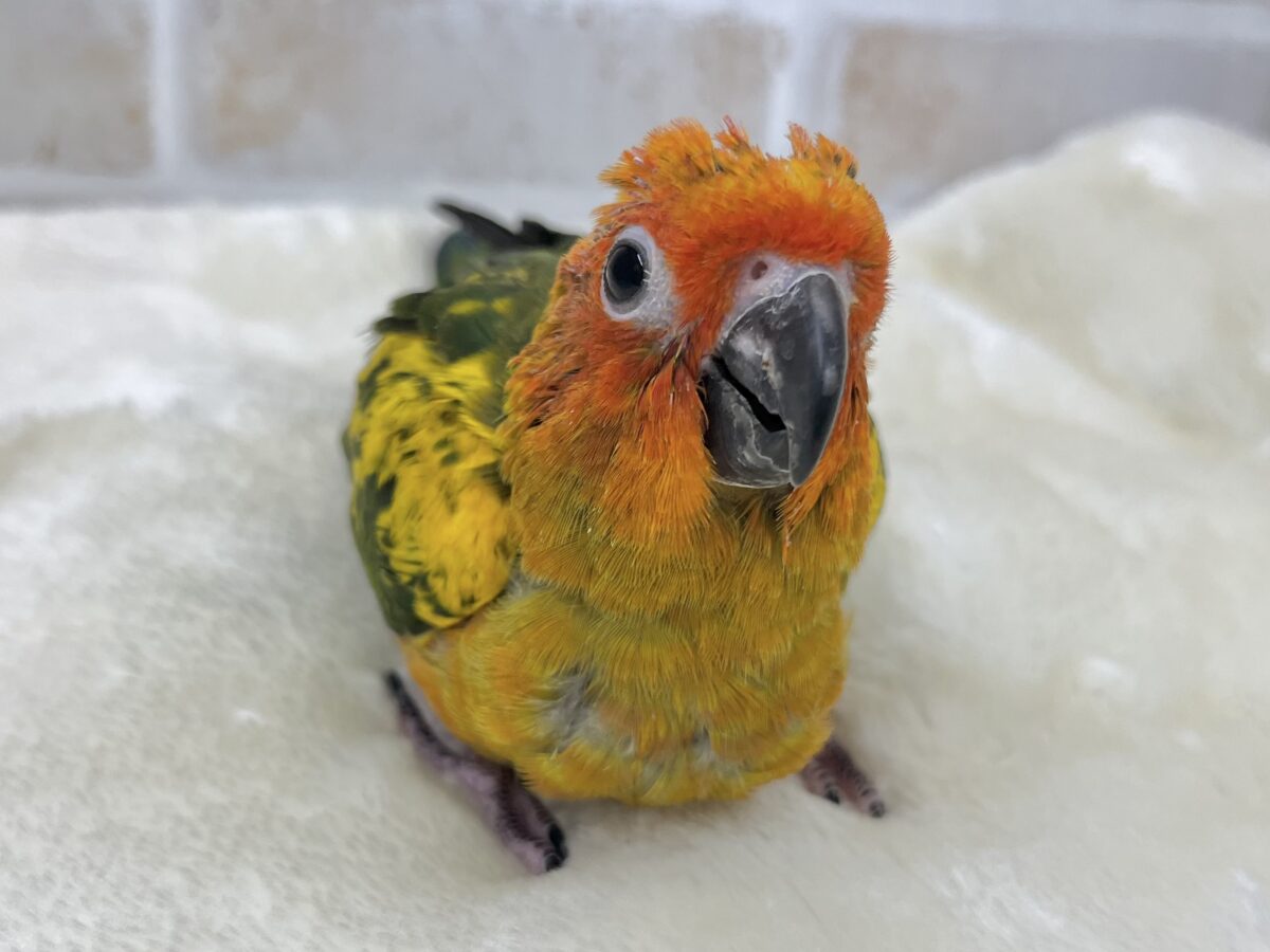 コガネメキシコインコ