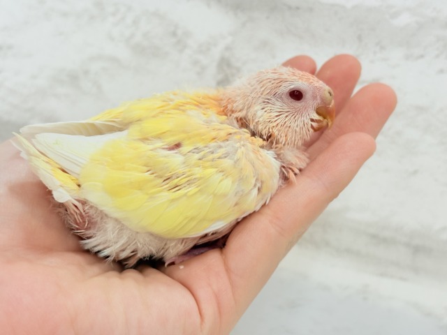 アキクサインコ（秋草インコ）