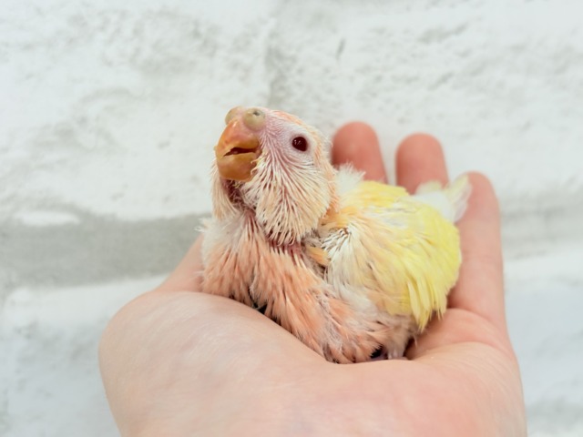 【最新画像更新🪄】果汁たっぷり🫧黄桃ちゃん🐣🍑💦アキクサインコ(ルチノー) ヒナ アキクサインコ(秋草インコ)