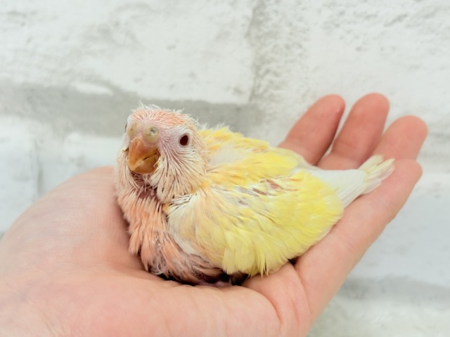 【最新画像更新🪄】果汁たっぷり🫧黄桃ちゃん🐣🍑💦アキクサインコ(ルチノー) ヒナ アキクサインコ(秋草インコ)