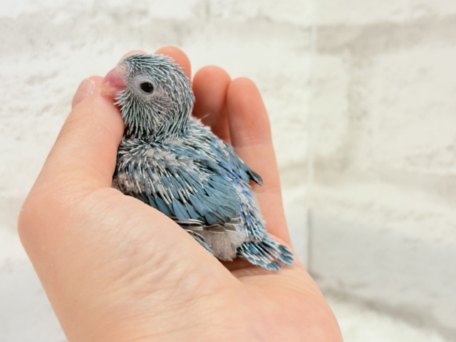 マメルリハ