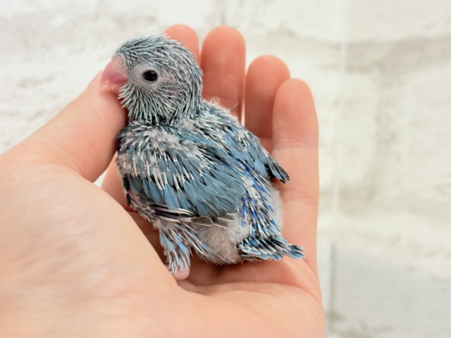 マメルリハ