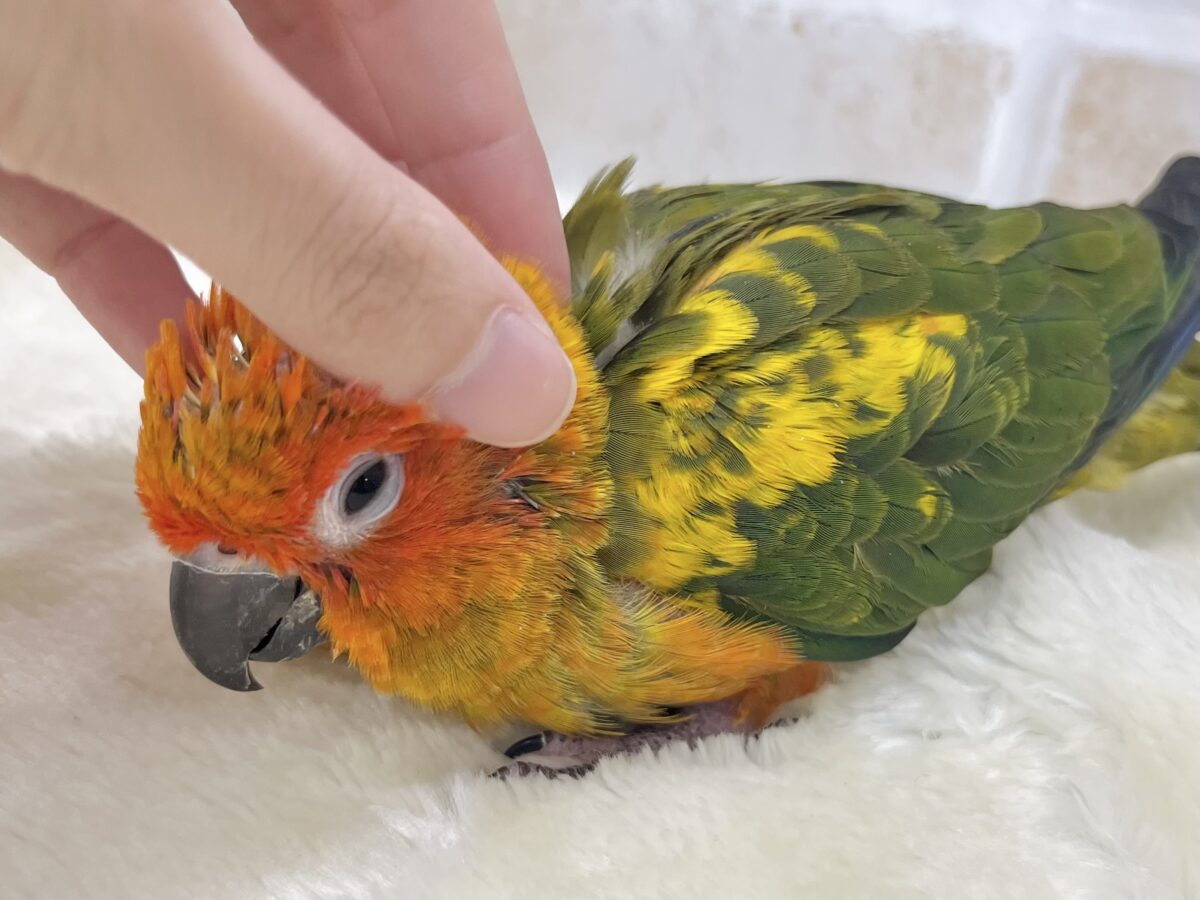 コガネメキシコインコ