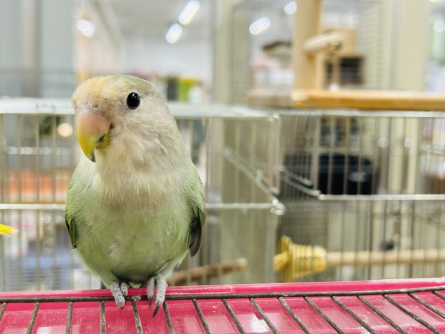 【☆最新画像更新☆】ブルーチェリーブルーチェリーカラーのコザクラちゃん💙💚💙💚 コザクライン コザクラインコ(小桜インコ)