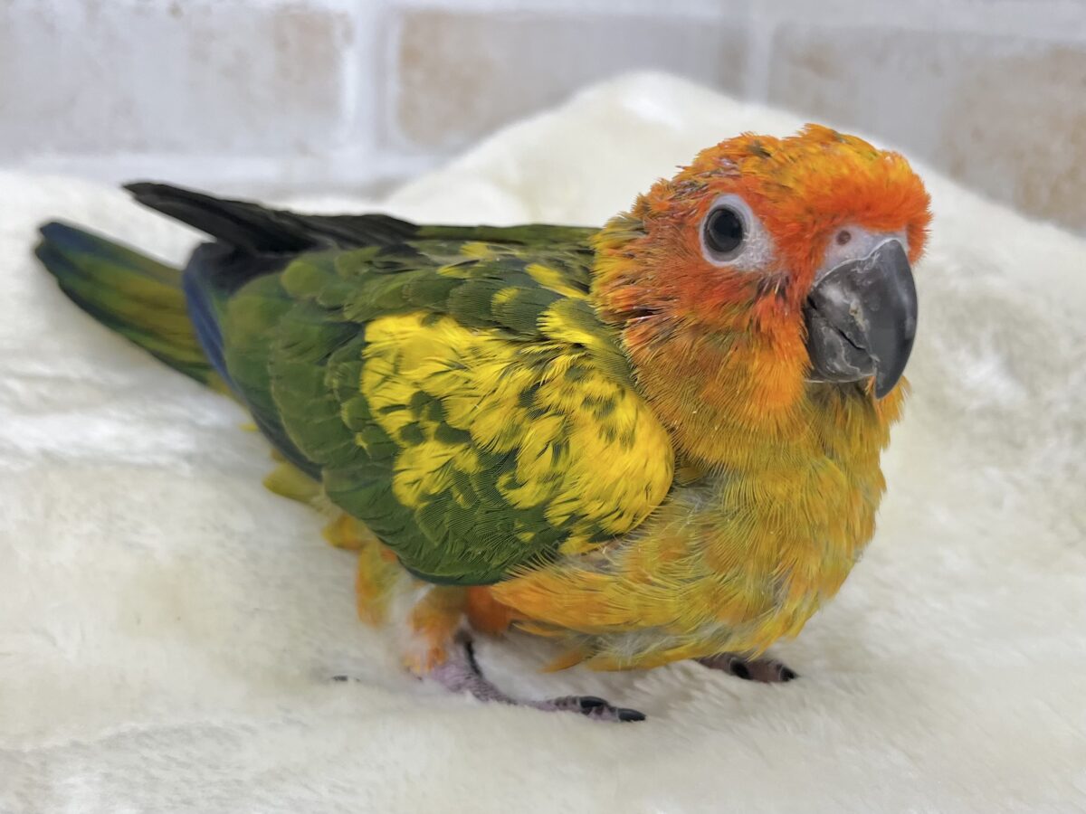 【🆙最新画像あり‼️】陽気なカラフルバード🦜🧡💛 コガネメキシコインコ コガネメキシコインコ