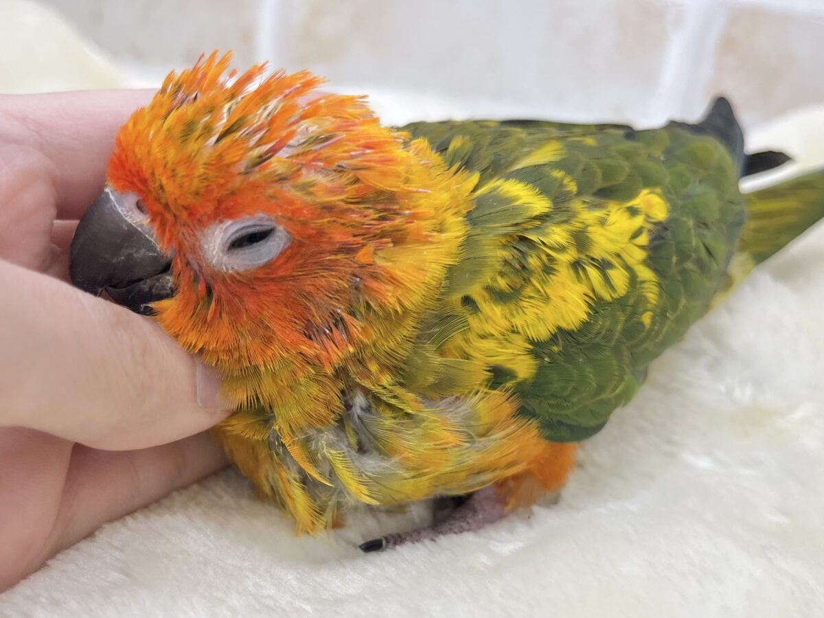 コガネメキシコインコ