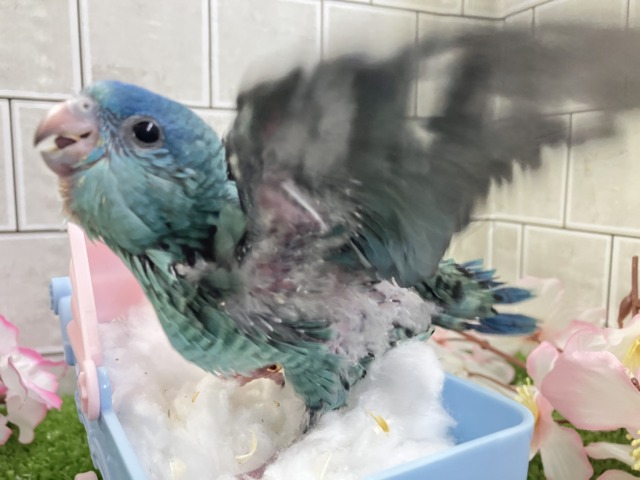 ✨最新画像✨爆裂荒波?!🌊はっちゃけピーポゥ!🚨🚓🚨サザナミインコ(ターコイズ/2026年3月生まれ) サザナミインコ