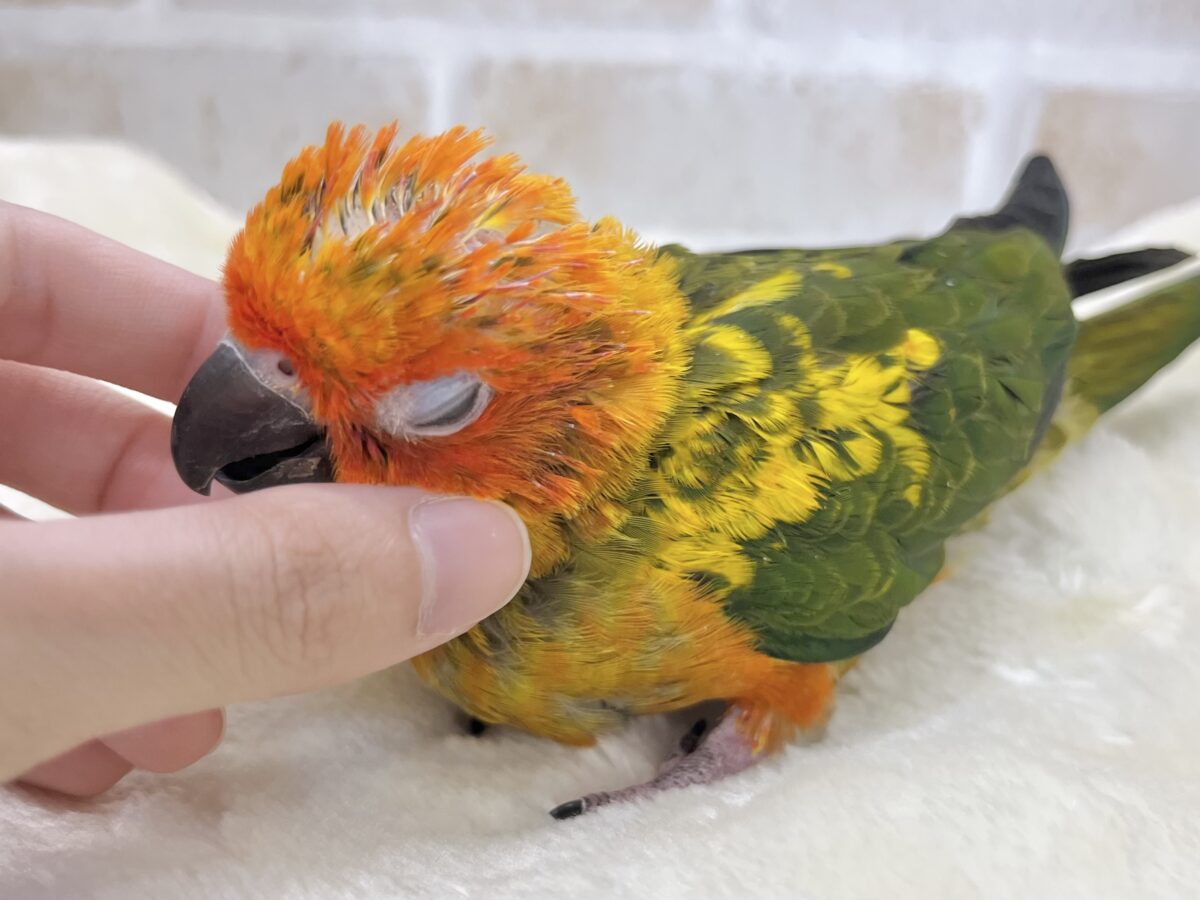【🆙最新画像あり‼️】陽気なカラフルバード🦜🧡💛 コガネメキシコインコ コガネメキシコインコ