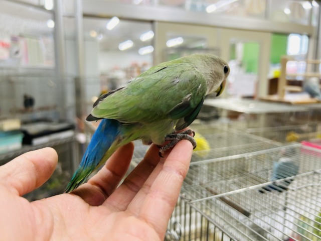 【☆最新画像更新☆】ブルーチェリーブルーチェリーカラーのコザクラちゃん💙💚💙💚 コザクライン コザクラインコ(小桜インコ)