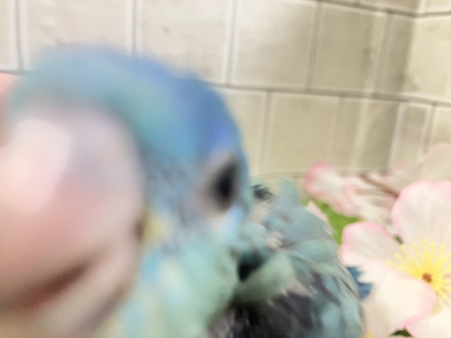 ✨最新画像✨爆裂荒波?!🌊はっちゃけピーポゥ!🚨🚓🚨サザナミインコ(ターコイズ/2026年3月生まれ) サザナミインコ