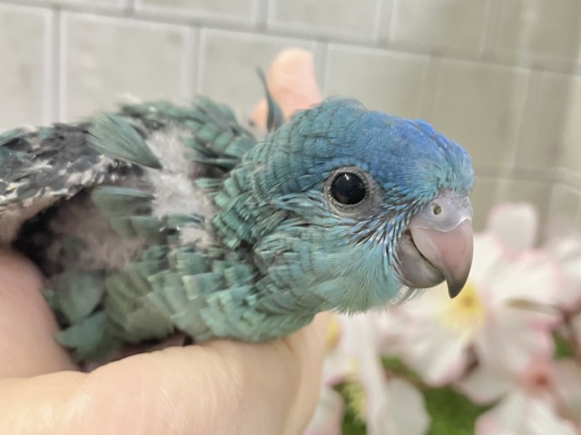 ✨最新画像✨爆裂荒波?!🌊はっちゃけピーポゥ!🚨🚓🚨サザナミインコ(ターコイズ/2026年3月生まれ) サザナミインコ