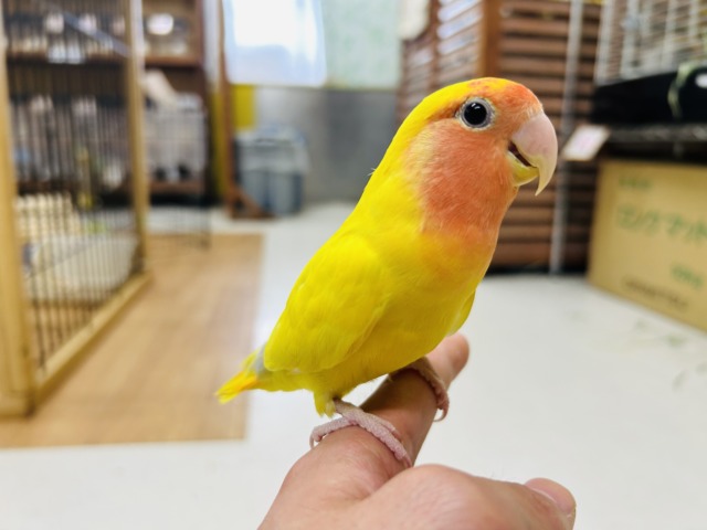 【☆最新画像更新☆】優しい黄色のコザクラインコ💚💛(ゴールデン系) コザクラインコ(小桜インコ)