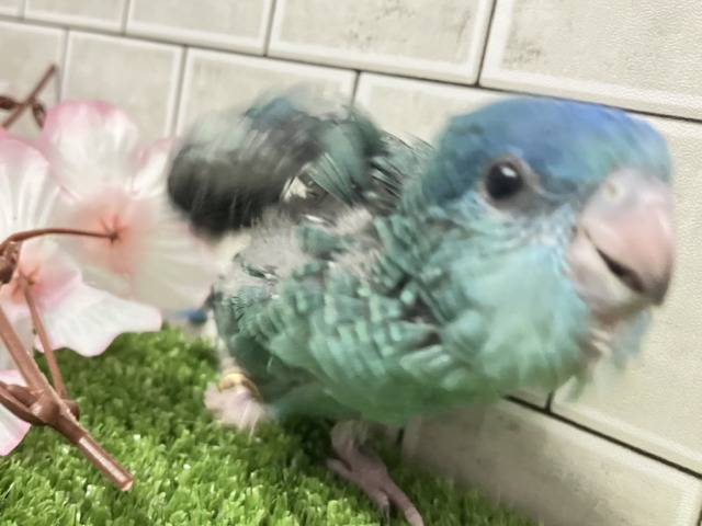 ✨最新画像✨爆裂荒波?!🌊はっちゃけピーポゥ!🚨🚓🚨サザナミインコ(ターコイズ/2026年3月生まれ) サザナミインコ