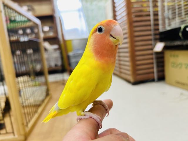 【☆最新画像更新☆】優しい黄色のコザクラインコ💚💛(ゴールデン系) コザクラインコ(小桜インコ)