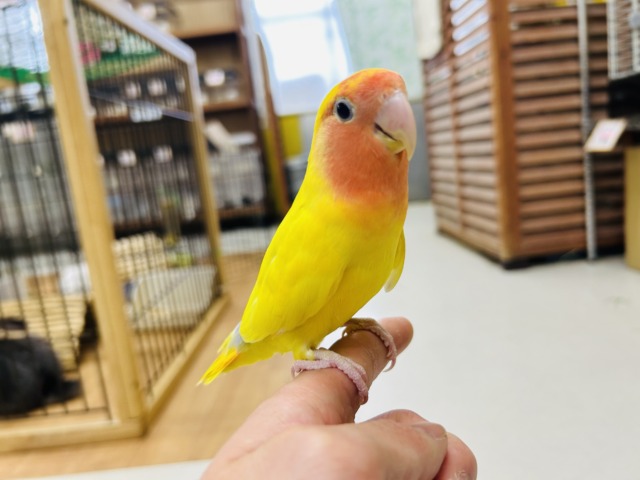 【☆最新画像更新☆】優しい黄色のコザクラインコ💚💛(ゴールデン系) コザクラインコ(小桜インコ)