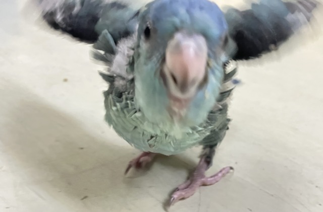 ✨最新画像✨爆裂荒波?!🌊はっちゃけピーポゥ!🚨🚓🚨サザナミインコ(ターコイズ/2026年3月生まれ) サザナミインコ