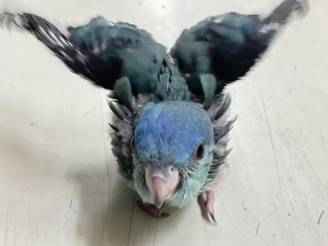 ✨最新画像✨爆裂荒波?!🌊はっちゃけピーポゥ!🚨🚓🚨サザナミインコ(ターコイズ/2026年3月生まれ) サザナミインコ