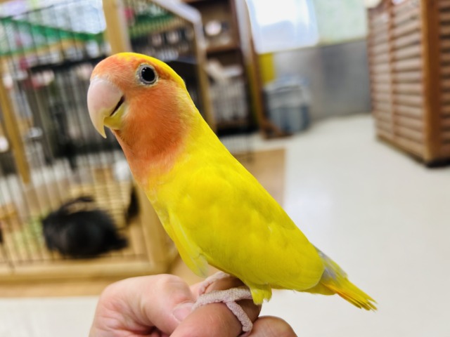【☆最新画像更新☆】優しい黄色のコザクラインコ💚💛(ゴールデン系) コザクラインコ(小桜インコ)