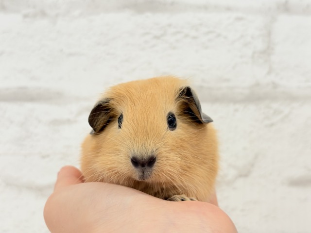 少しずつ焦げちゃうよ🐹🧡ロシアンスモークモルモット(男の子) ロシアンスモークモルモット