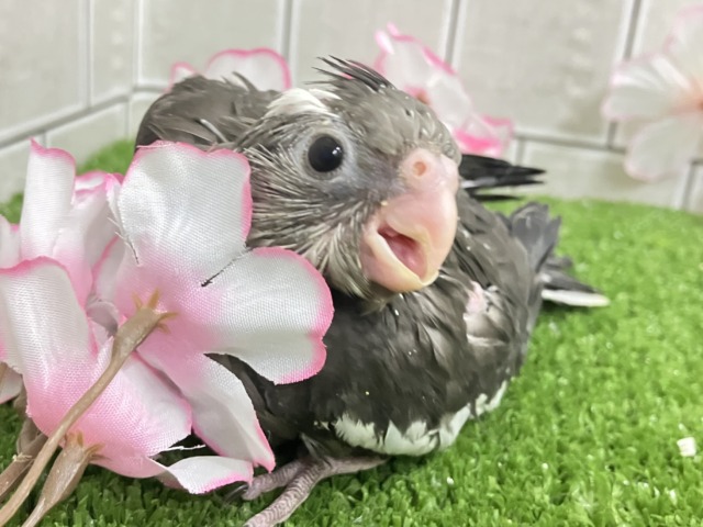 謎々明かせ!シャドウの素顔🫶🖤オカメインコ(WF/2026年3月生まれ) オカメインコ