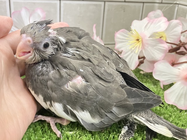謎々明かせ!シャドウの素顔🫶🖤オカメインコ(WF/2026年3月生まれ) オカメインコ